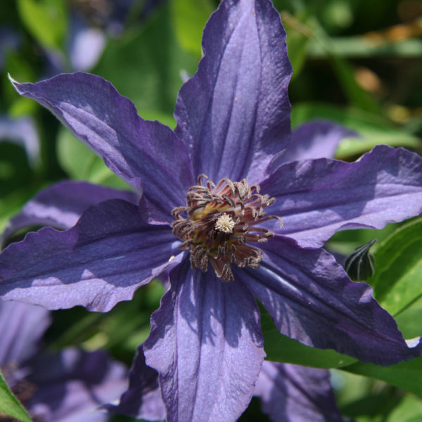 Clematis Sapphire Indigo Clematis