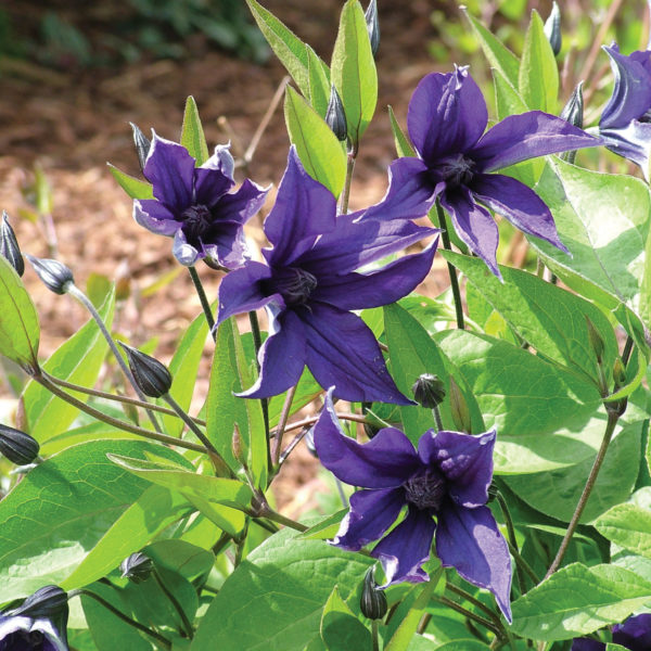 Clematis Sapphire Indigo Clematis