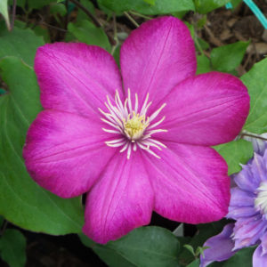 Clematis