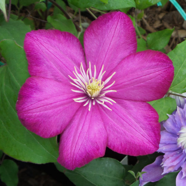 Clematis Ville De Lyon Clematis