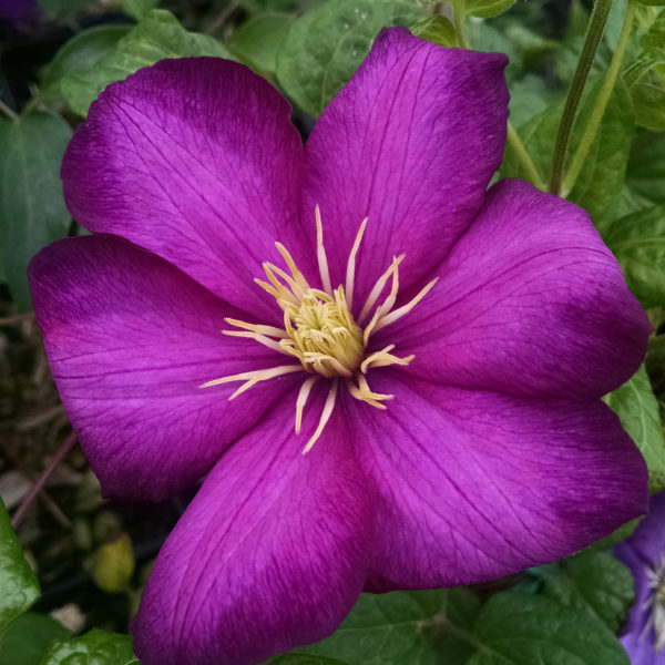 Clematis Ville De Lyon Clematis