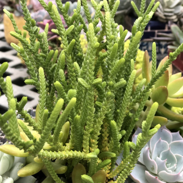 Crassula Muscosa Watch Chain Crassula