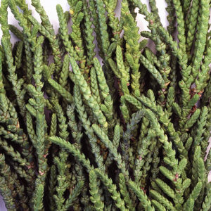 Crassula Muscosa Watch Chain Crassula