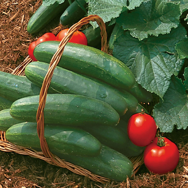 Cucumber Bush Champion Cucumbers