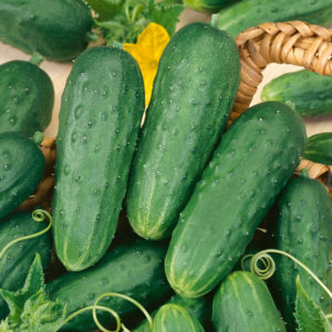 Cucumber