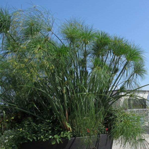 Cyperus Graceful Grasses King Tut Egyptian