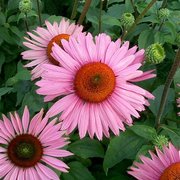 Echinacea Ruby Giant Coneflower