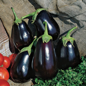 Eggplant