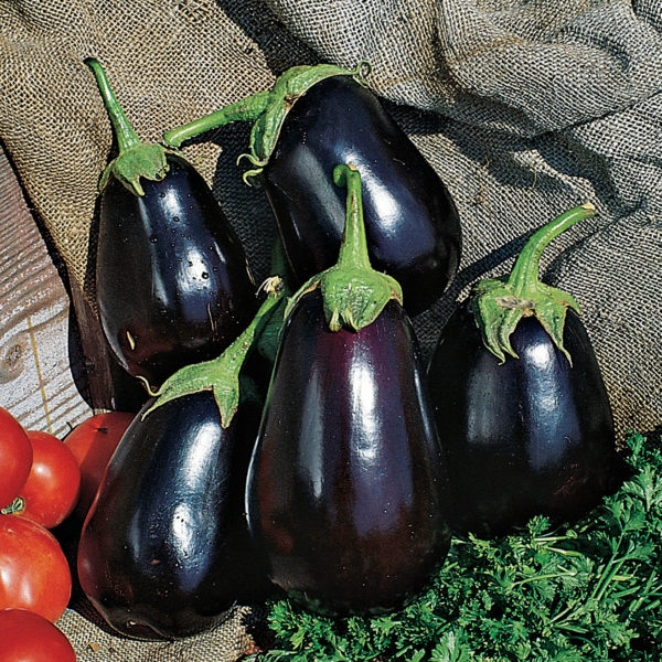 Eggplant Early Midnight Eggplant