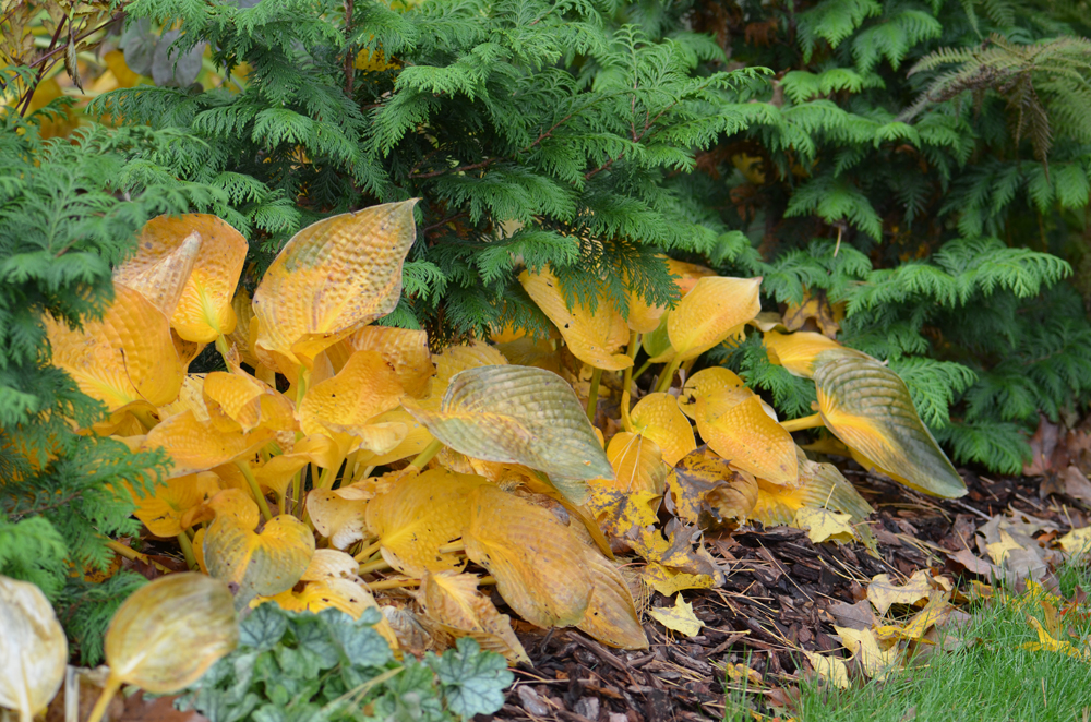 Yellow Hosta leaves