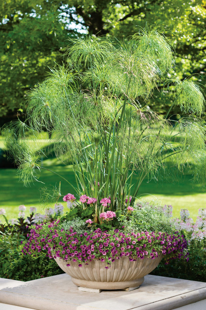 Cyperus plant in planter outdoors
