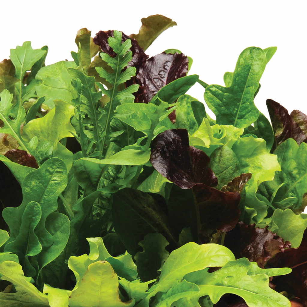 Lettuce Heatwave Blend Lettuce