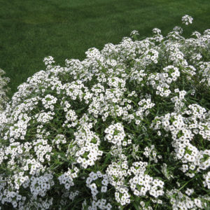 Lobularia Snow Princess Sweet Alyssum