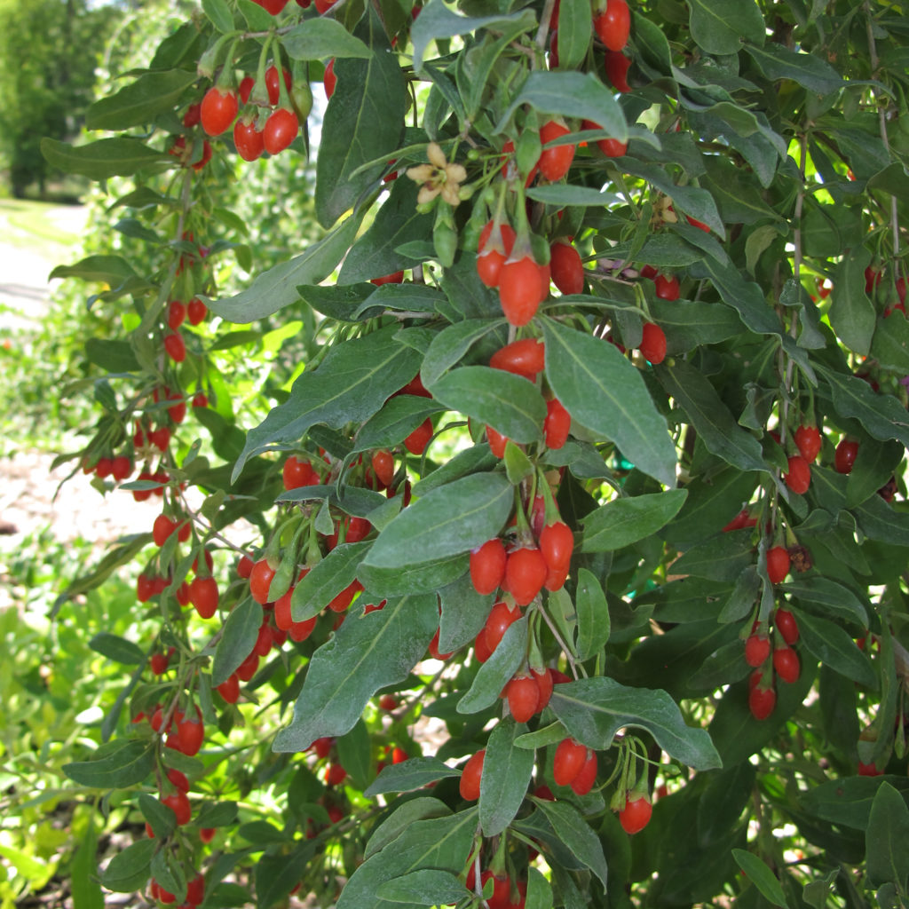 Lycium Big Lifeberry Goji Berry