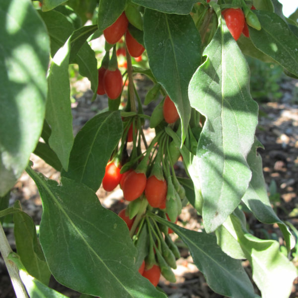 Lycium Sweet Lifeberry Goji Berry