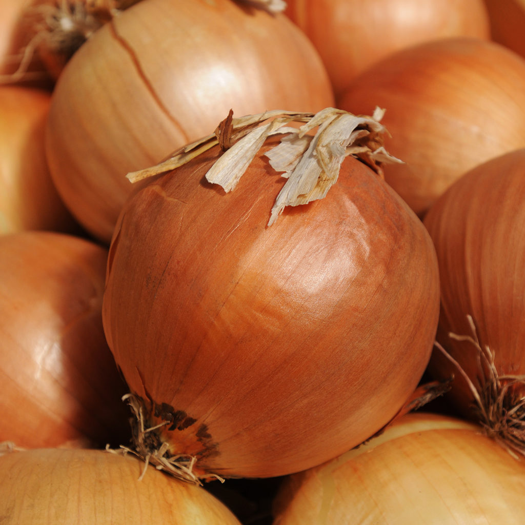 Onion Spanish Onion