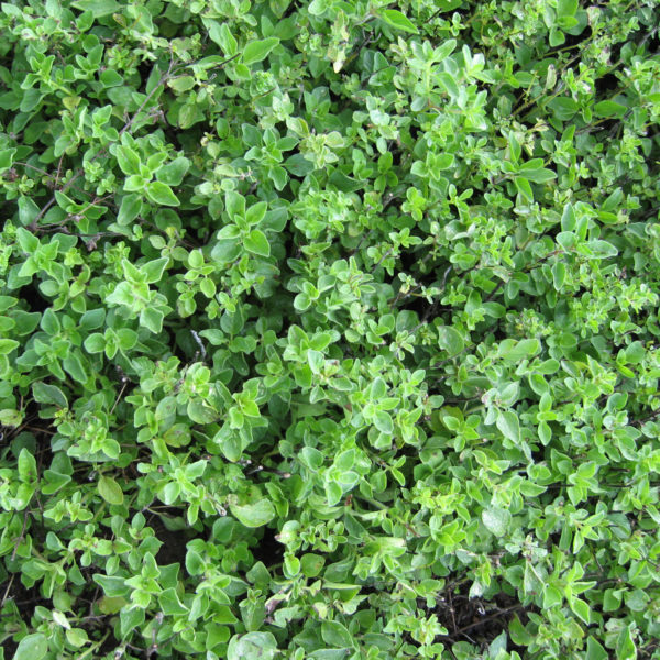 Oregano Greek Oregano