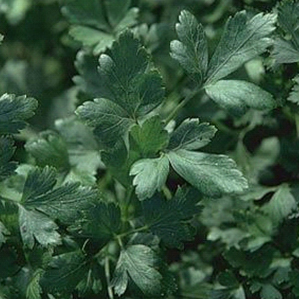 Parsley Italian Dark Flat Parsley