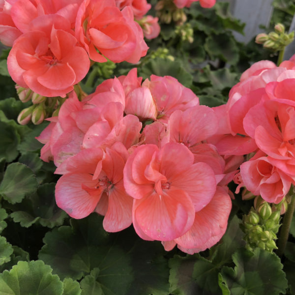 Pelargonium Americana Salmon Geranium