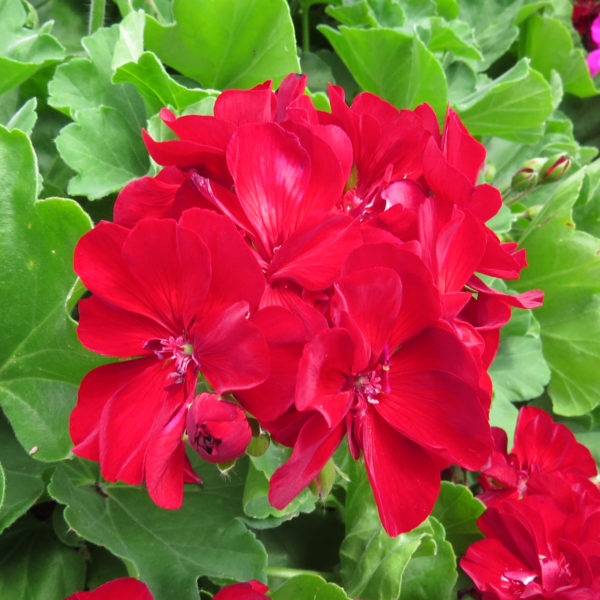 Pelargonium Boldly Burgundy Geranium