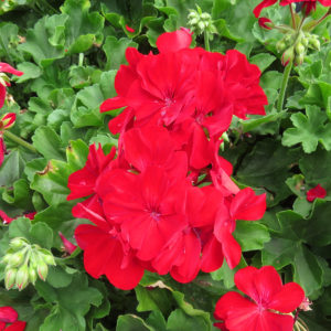 Pelargonium Boldly Dark Red Geranium