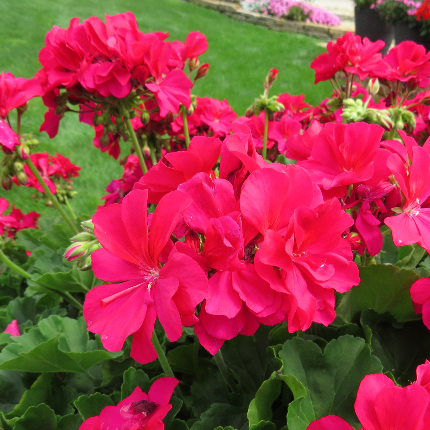 Pelargonium BOLDLY Hot Pink - Buy Geranium Annuals