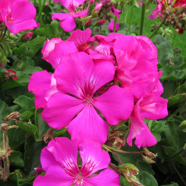 Pelargonium Boldly Lavender Rose Geranium