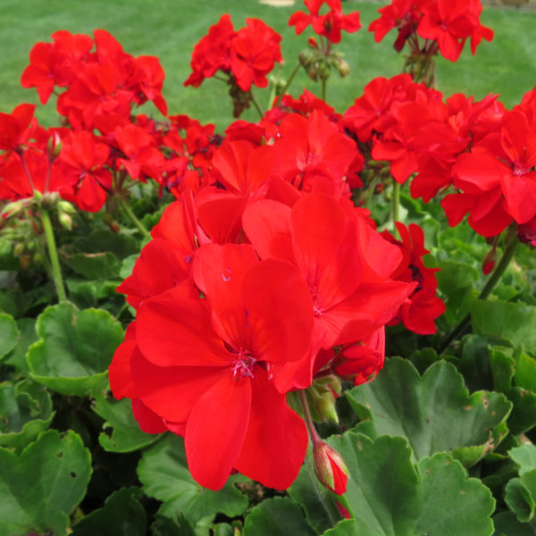 Pelargonium Boldly Scarlet Fire Geranium