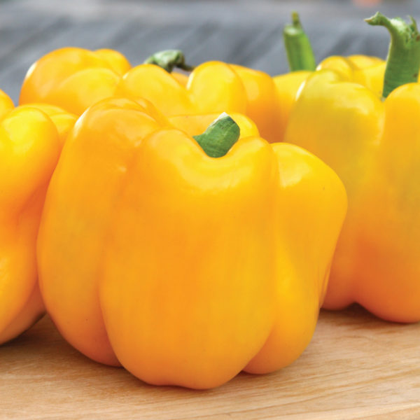 Pepper Gold Standard Bell Pepper