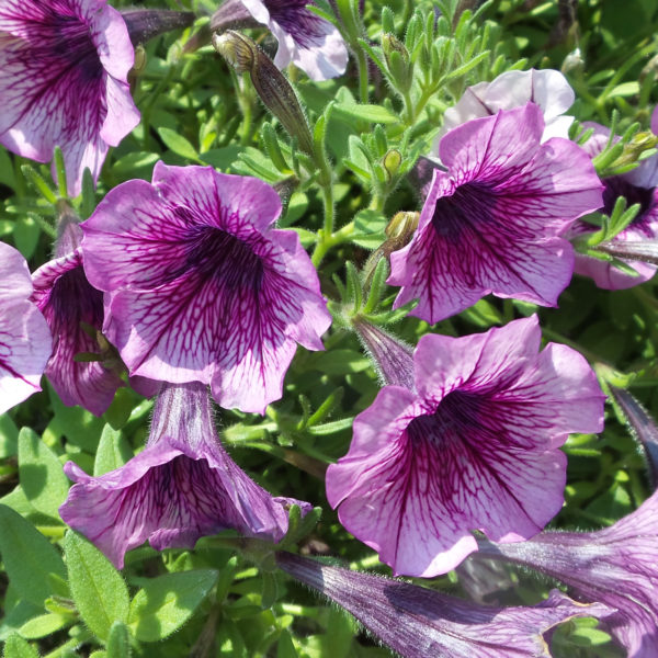 Petunia Supertunia Mulberry Charm Petunia