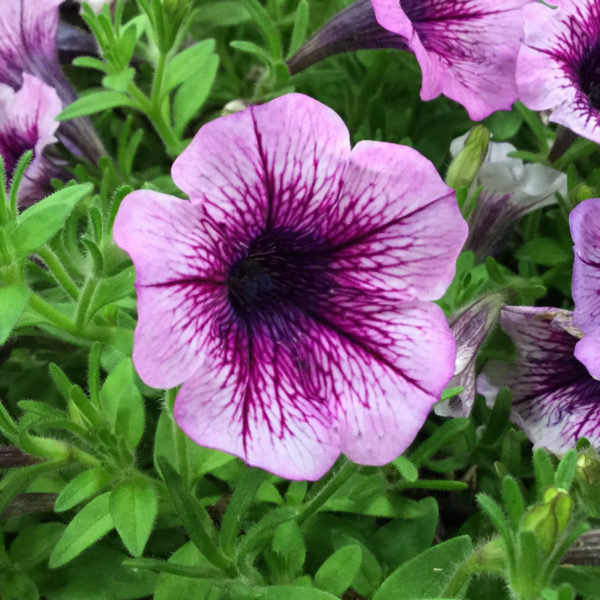 Petunia Supertunia Mulberry Charm Petunia