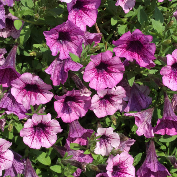 Petunia Supertunia Mulberry Charm Petunia