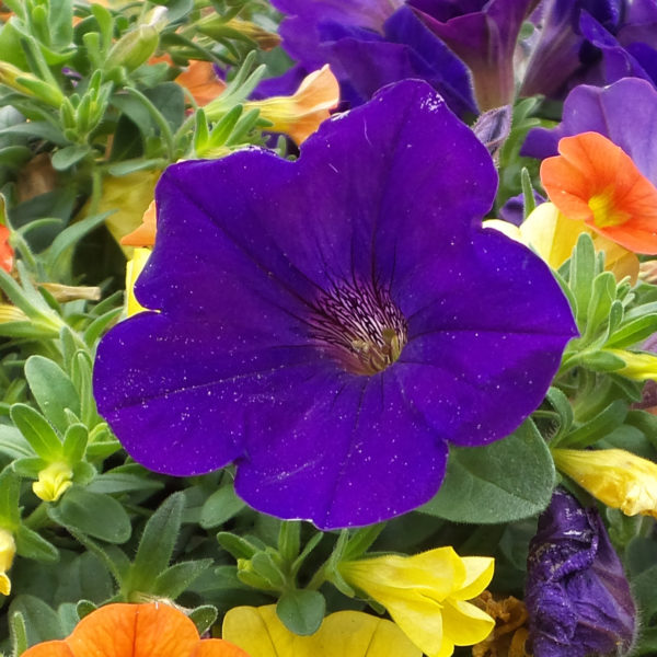 Petunia Supertunia Royal Velvet Petunia