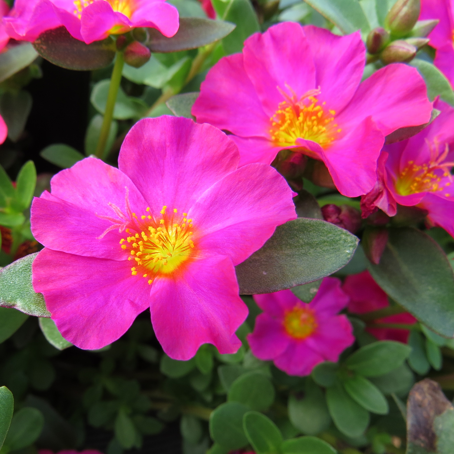 Portulaca MOJAVE Fuchsia - Buy Moss Rose Annuals Online