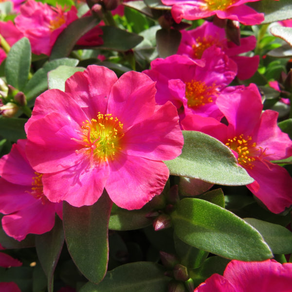 Portulaca Mojave Fuchsia Purslane