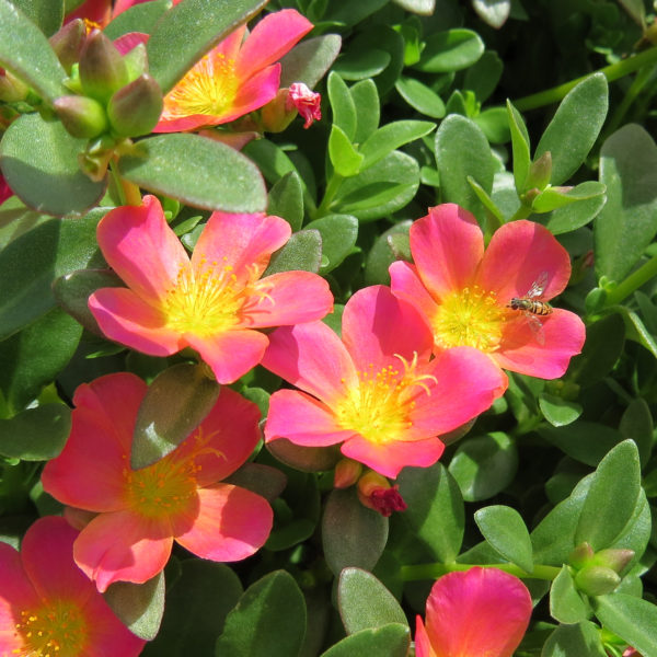 Portulaca Mojave Pink Purslane