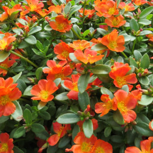 Portulaca Mojave Tangerine Purslane