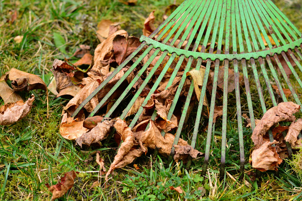 rake leaves