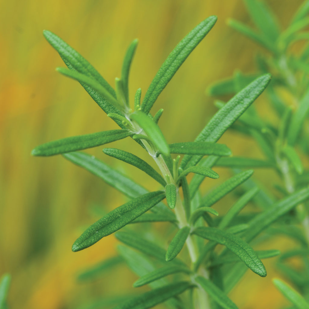 Rosemary Salem Buy Rosemary Edibles Online