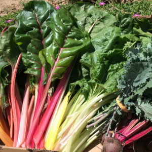 Swiss Chard