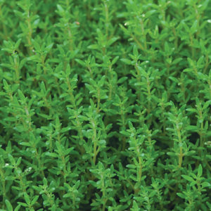 Thyme