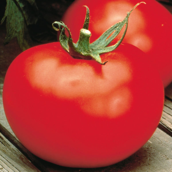 Tomato Better Boy Tomato