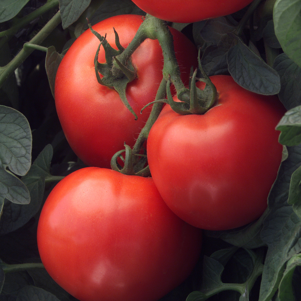 Slicer Tomatoes - Burpee