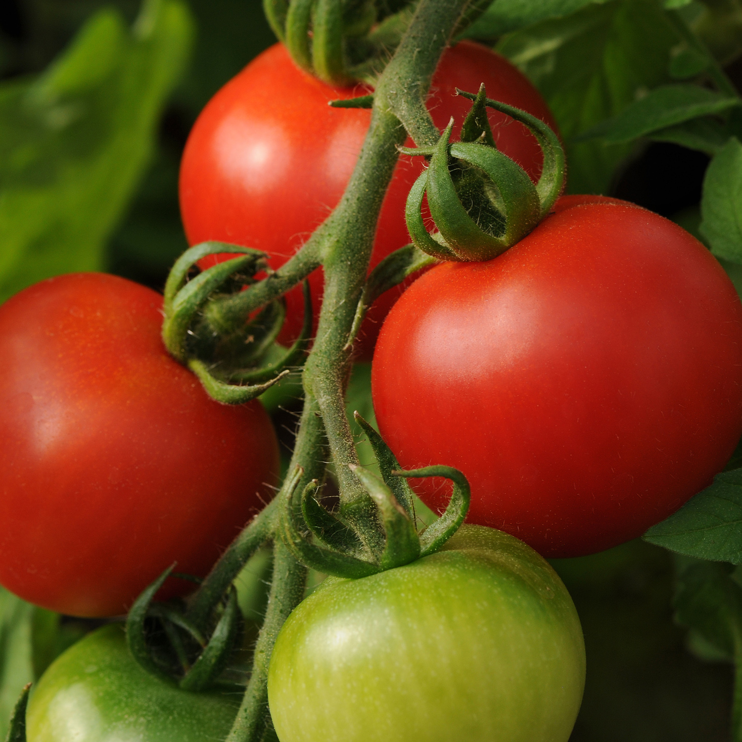 Fourth of July Tomato (Spring Pre-Order) 4.5 Pot - Burpee