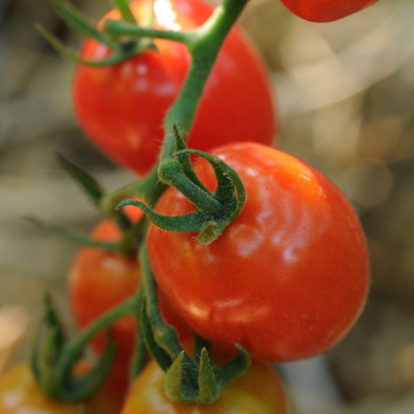 Tomato Napa Grape Tomato