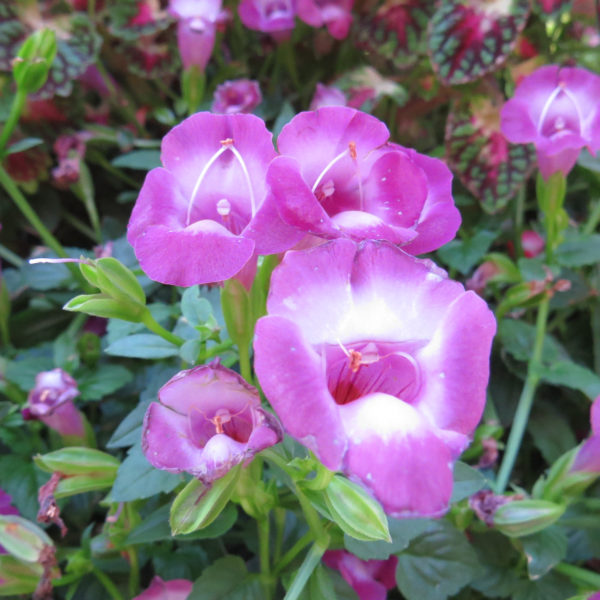 Torenia Summer Wave Large Amethyst Wishbone Flower