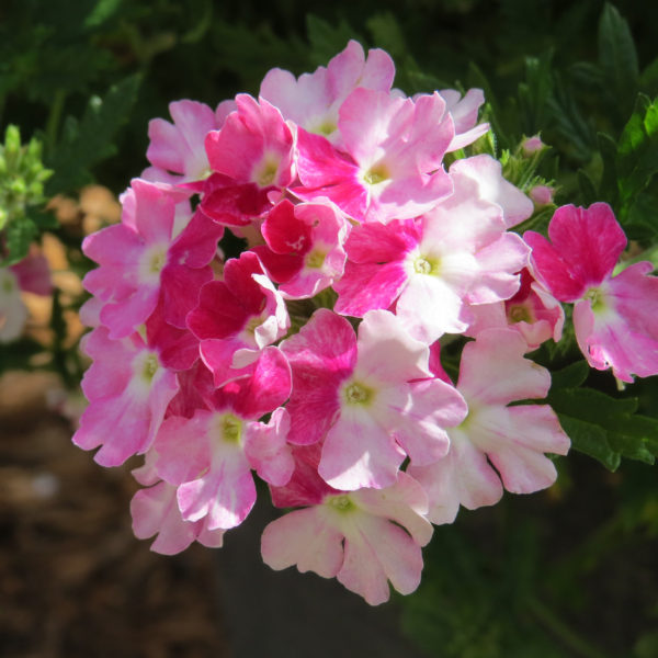 Verbena Superbena Sparkling Ruby Verbena