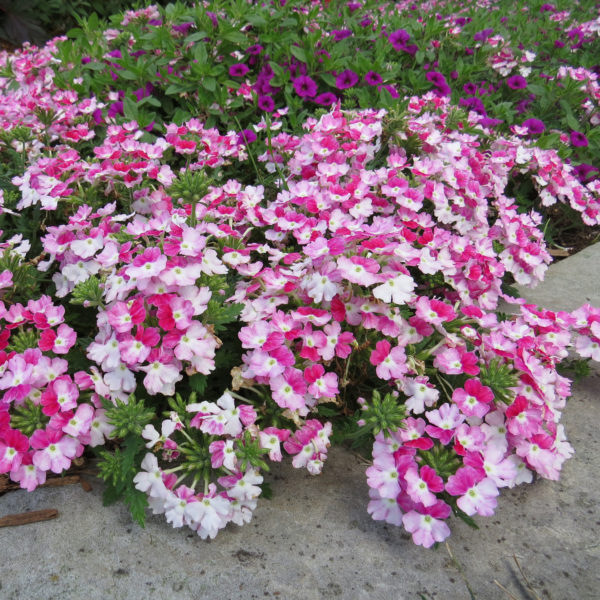 Verbena Superbena Sparkling Ruby Verbena