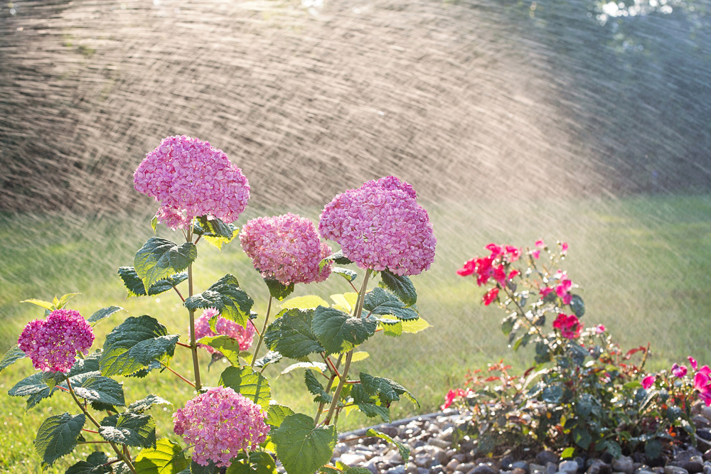 watering garden