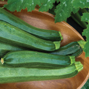 Zucchini - Squash